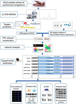 Investigation of anti-depression effects and potential mechanisms of the ethyl acetate extract of Cynomorium songaricum Rupr. through the integration of in vivo experiments, LC-MS/MS chemical analysis, and a systems biology approach